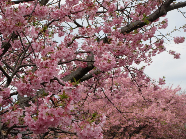 河津川沿いの土手に咲く桜