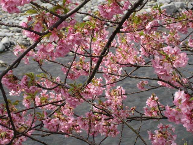 河津川を背景にした桜