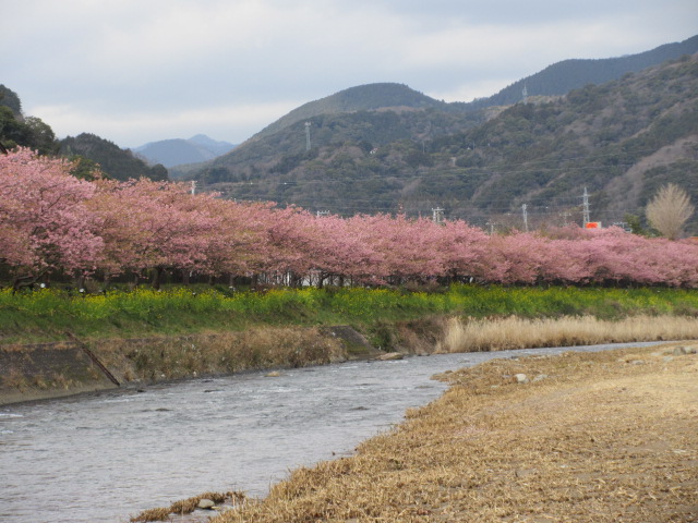 河津川の河川敷から見える風景