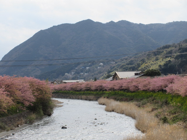 河津川の橋から見える風景