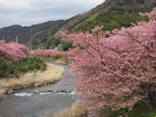 橋の上から撮影した河津桜