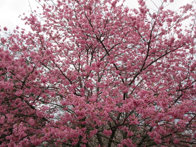 来宮神社の境内に咲く河津桜