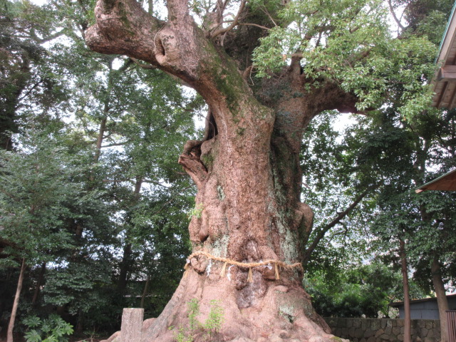 来宮神社の大楠