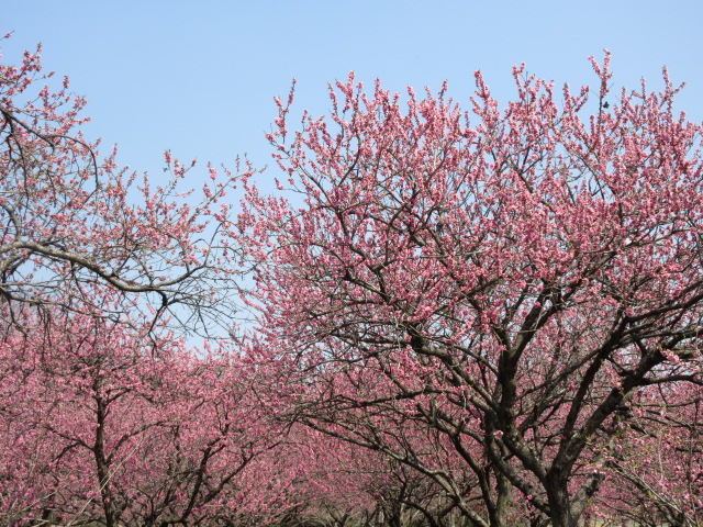花桃の開花状況