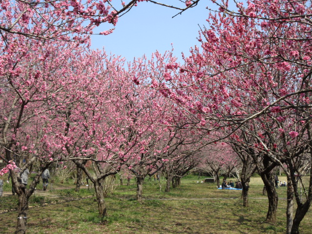 古河桃まつりの花見