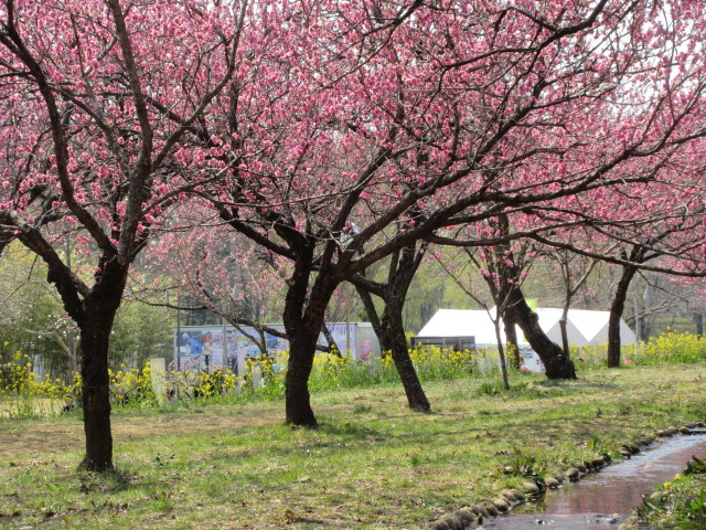 花桃と菜の花