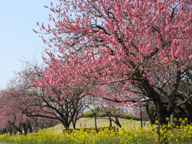 花桃と富士見塚
