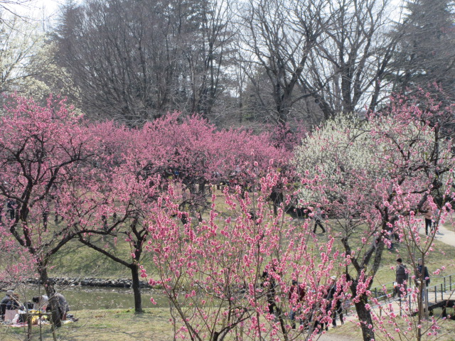 古河桃まつりの花見