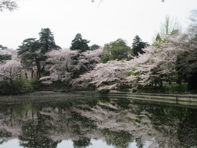 池に反射する桜
