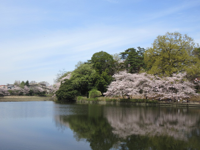 ボート池の桜