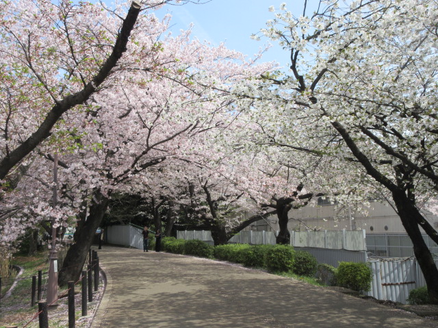 大宮公園の桜の開花状況