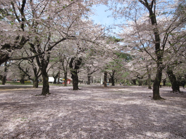 自由広場のソメイヨシノ