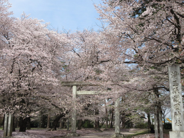 大宮 公園 桜