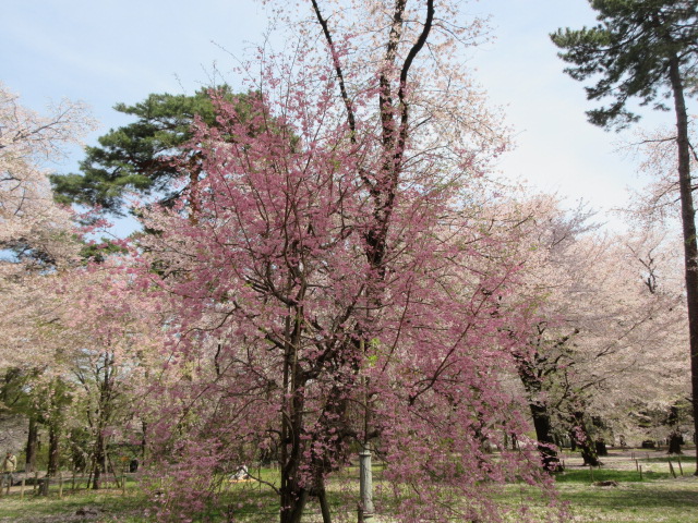 自由広場のしだれ桜