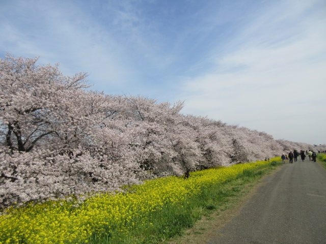 熊谷桜堤の桜