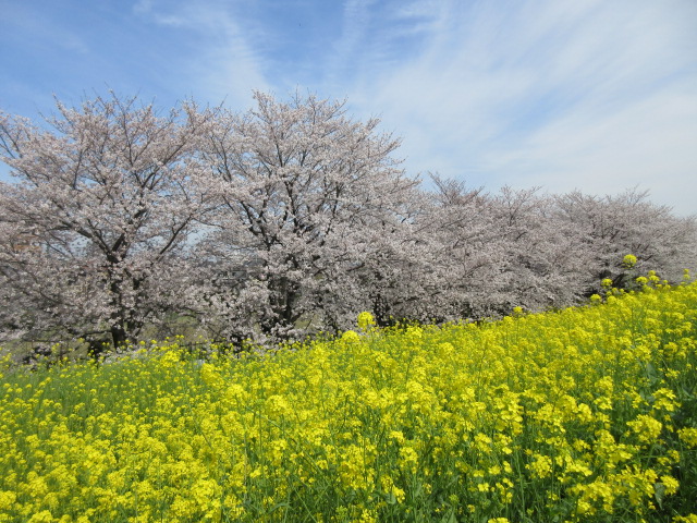 熊谷桜堤の開花状況