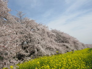 感動間違いなしの絶景が広がる埼玉県の熊谷桜堤に桜を見に行きました