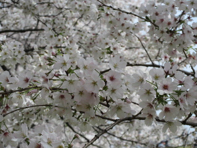 アップで撮ったソメイヨシノ