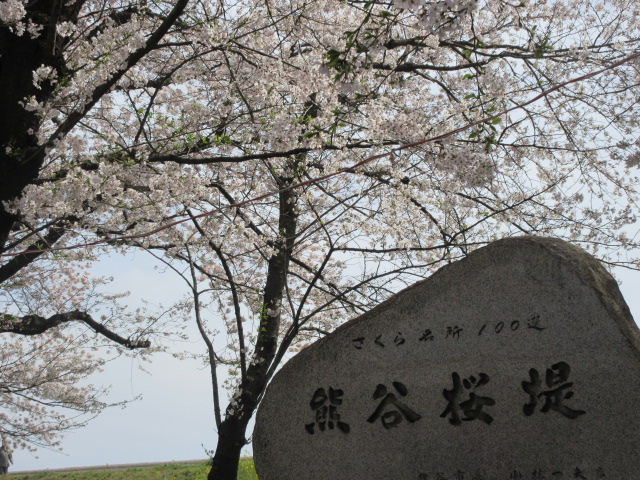 さくら名所100選の石碑