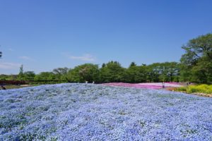 ネモフィラや芝桜を一度に楽しめる花の楽園、東武トレジャーガーデンが最高