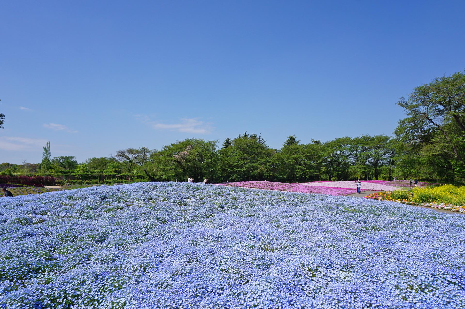ネモフィラや芝桜を一度に楽しめる花の楽園 東武トレジャーガーデンが最高 旅のときめき