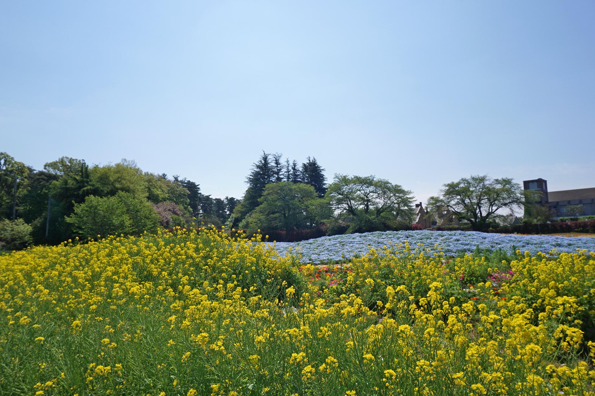 菜の花とネモフィラ
