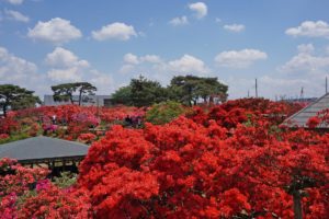 世界一と評価される奇跡の名園、群馬県のつつじが岡公園に行きました