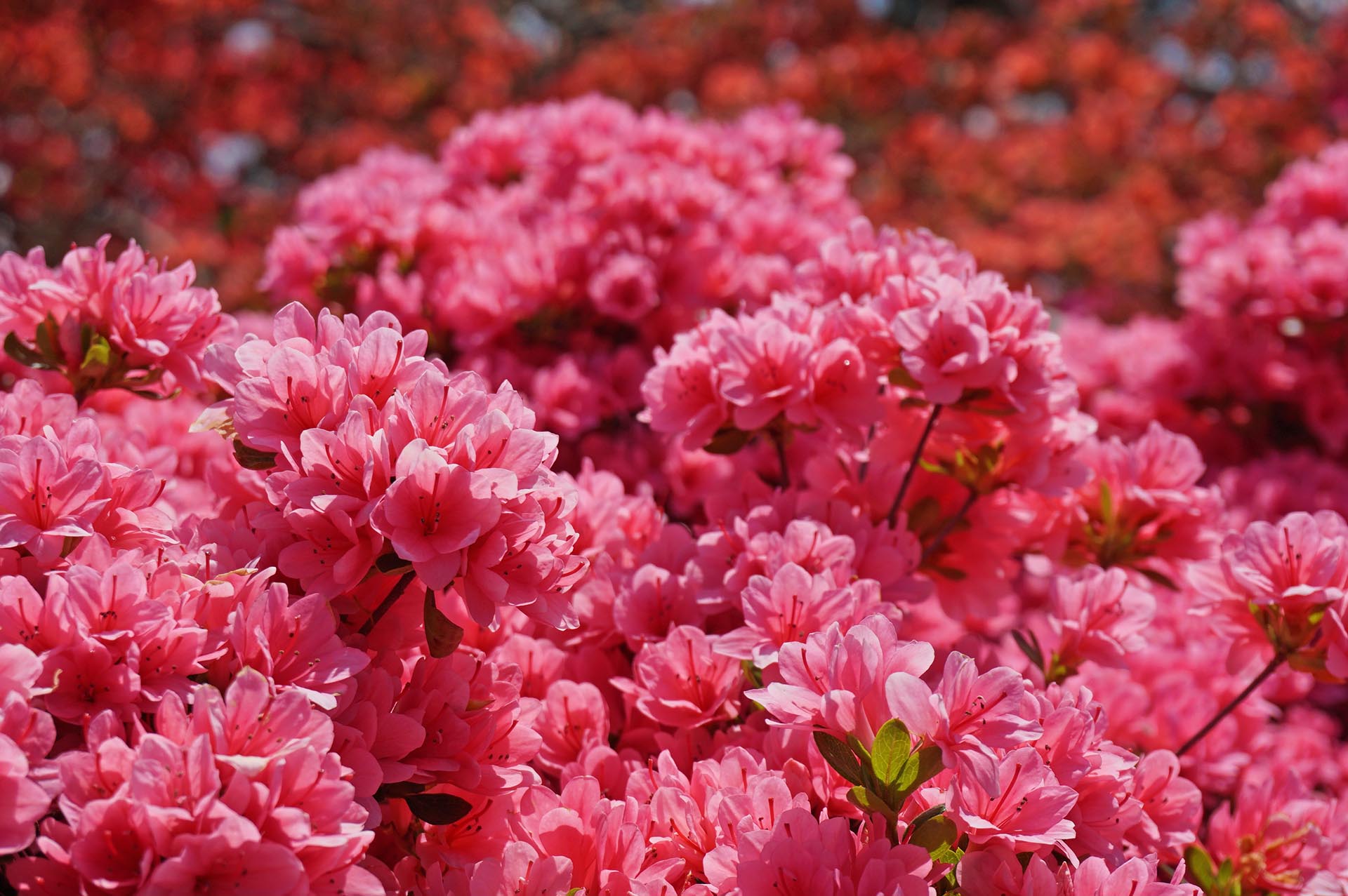 ツツジのアップ写真