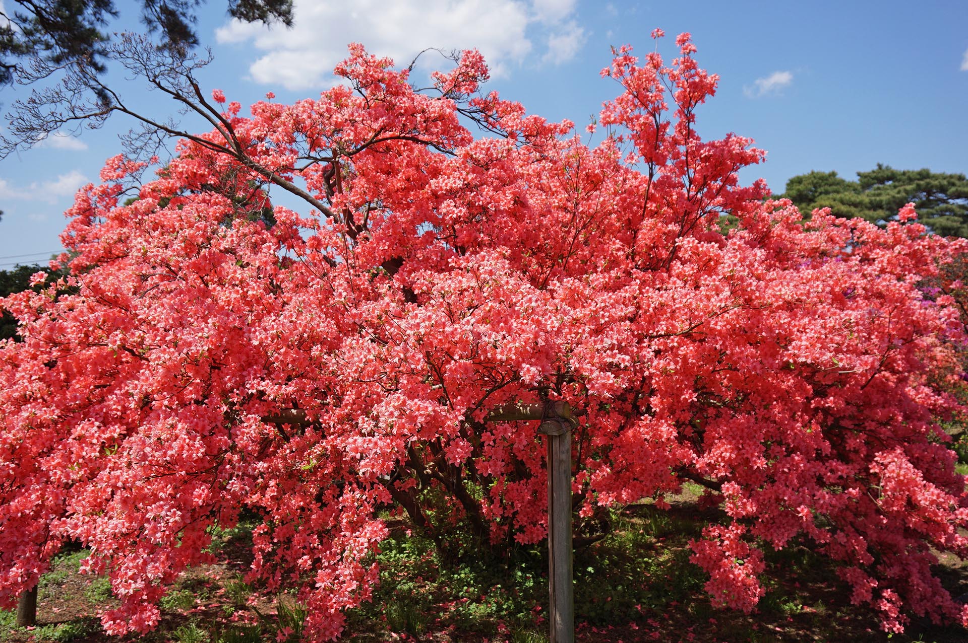 満開のツツジ