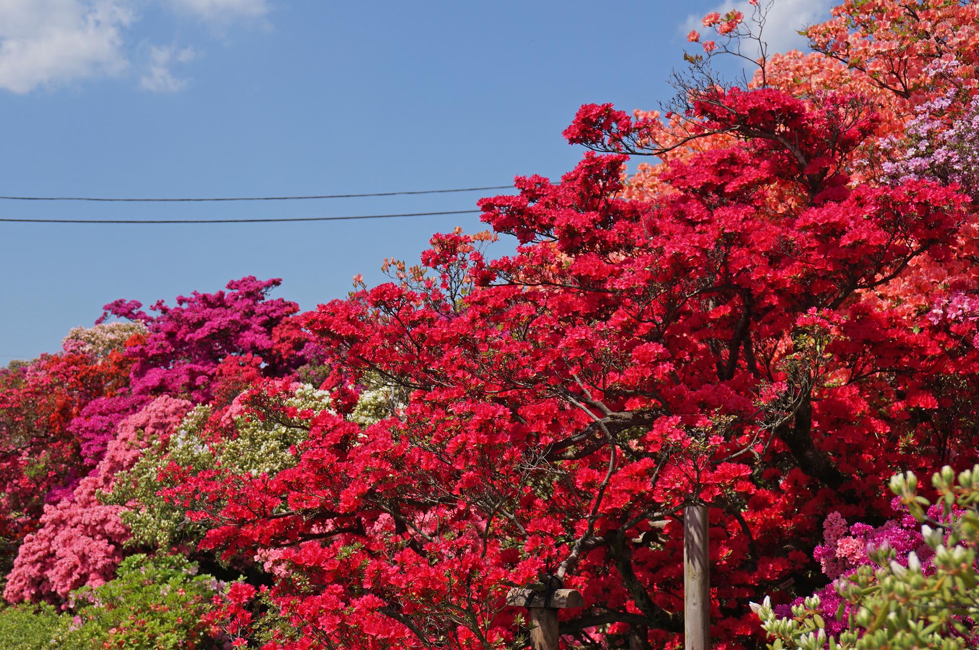 満開のツツジ