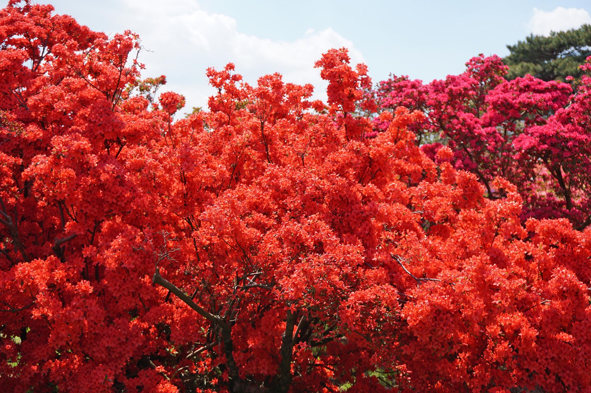 満開のツツジ