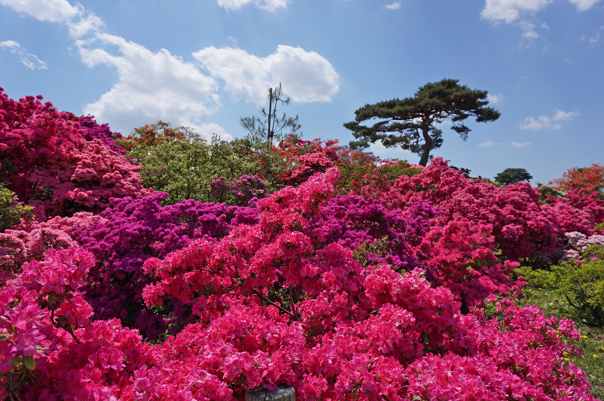 つつじが岡公園の開花状況