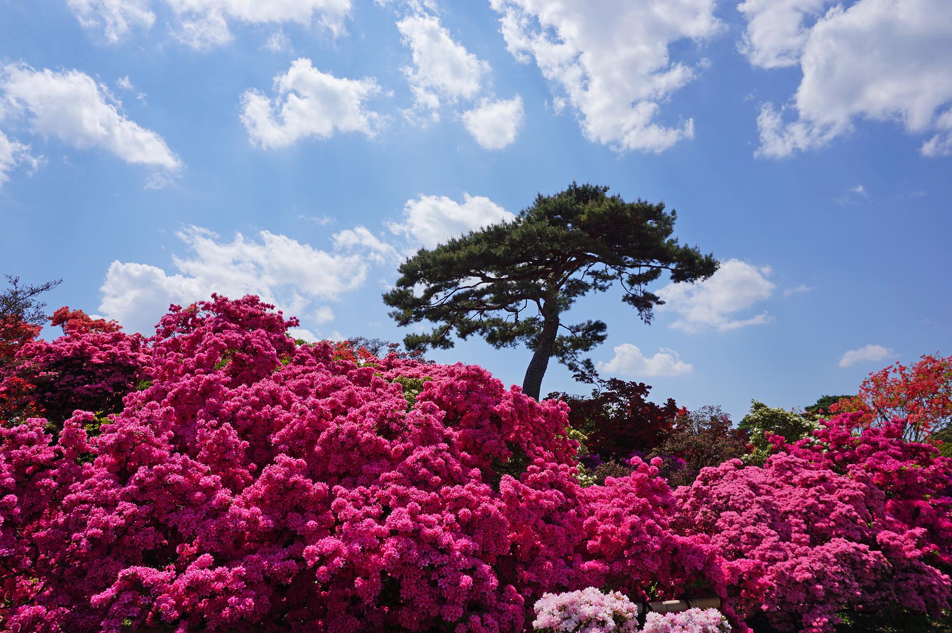 ツツジと青空