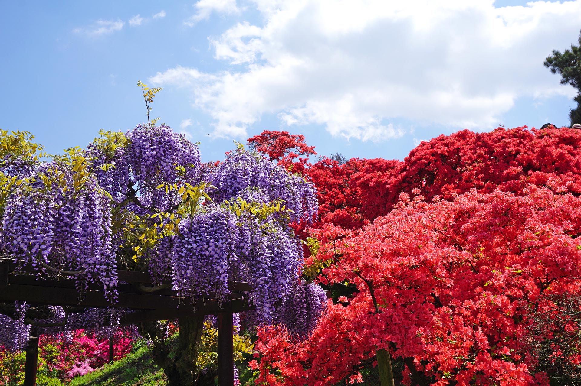 藤の花とツツジ