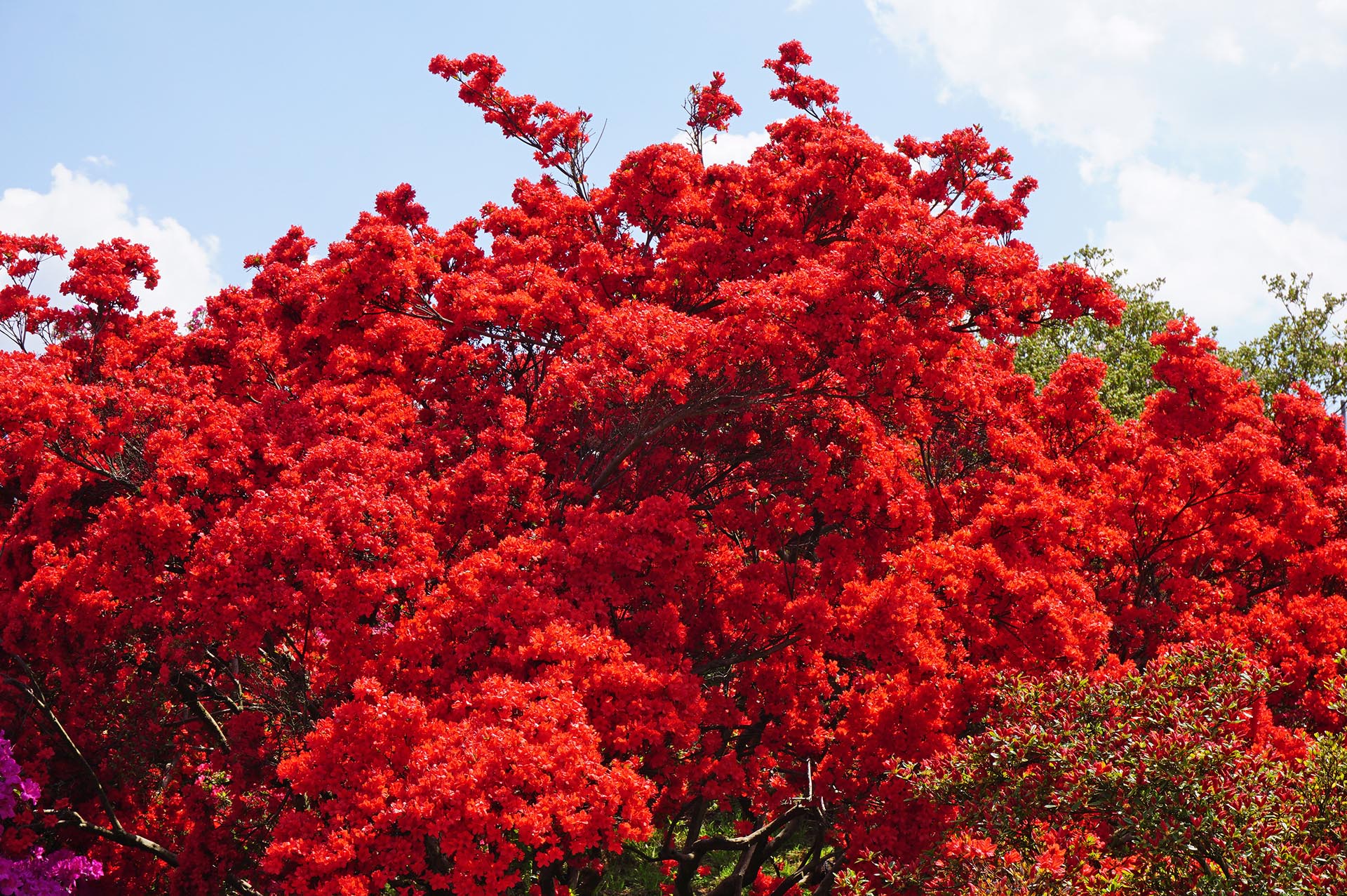燃えているように赤いツツジ