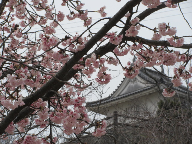 二の丸の桜