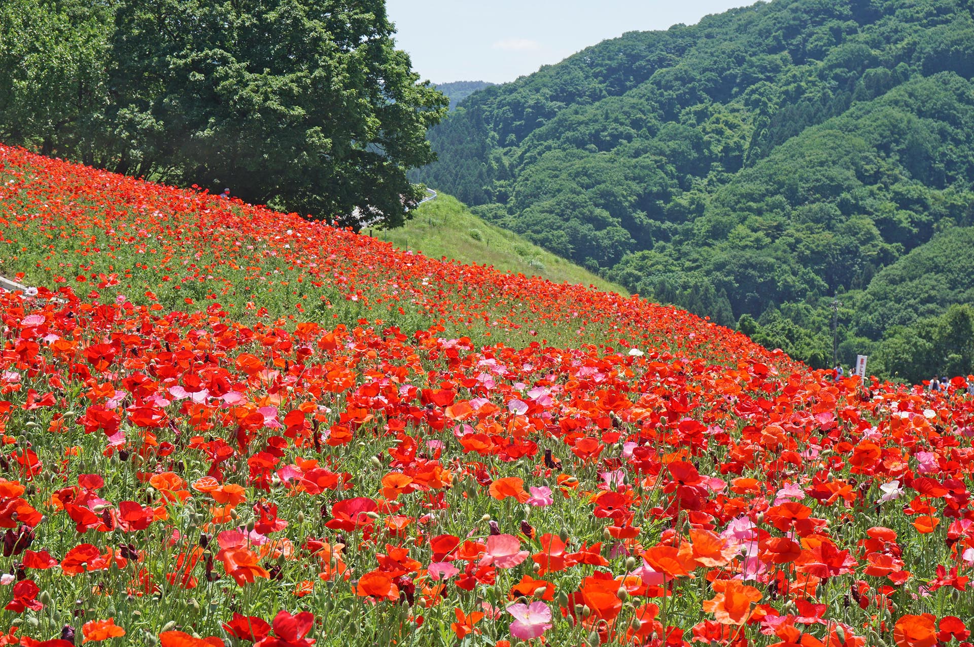 秩父市天空のポピー