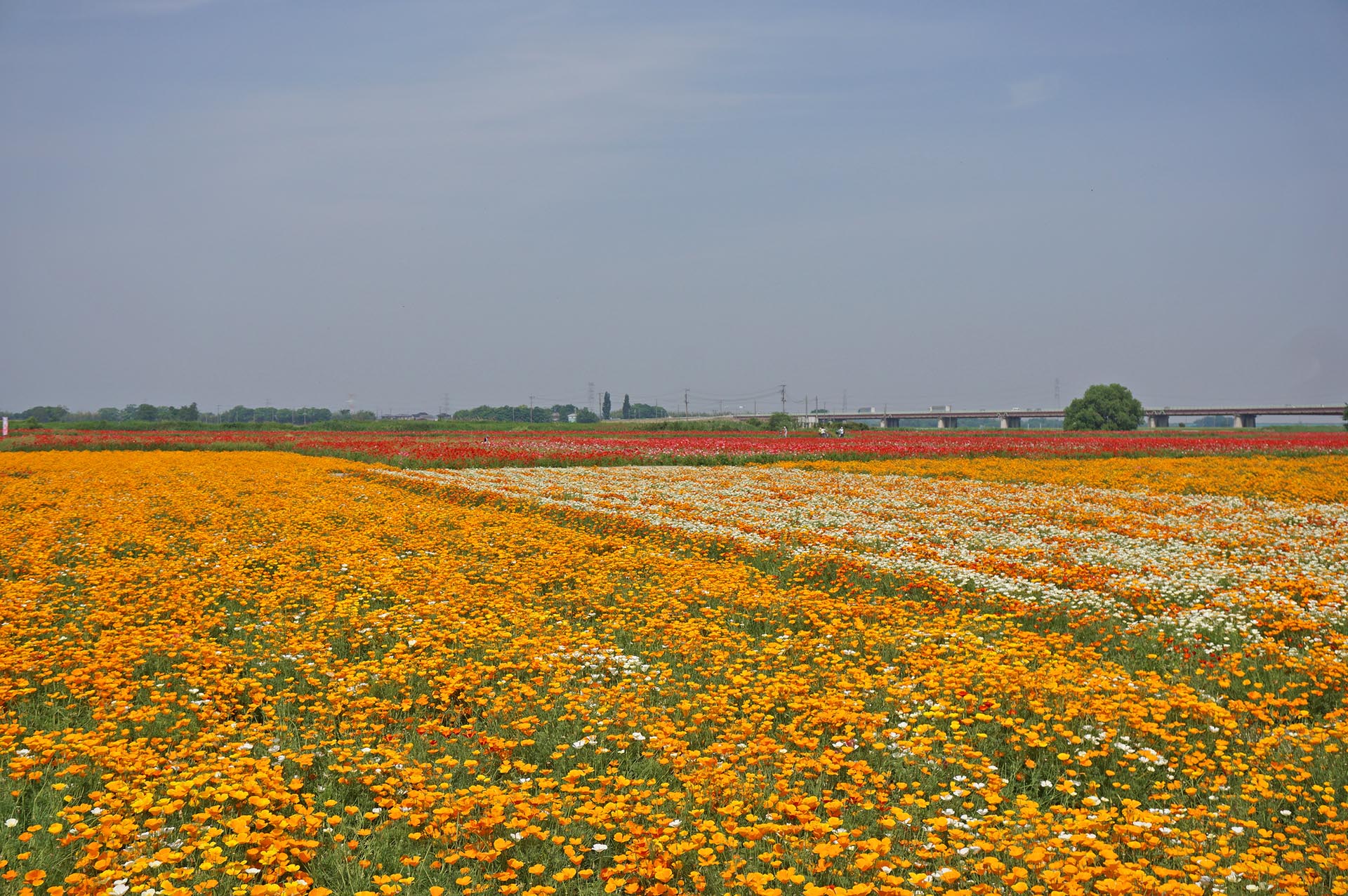 カリフォルニアポピー