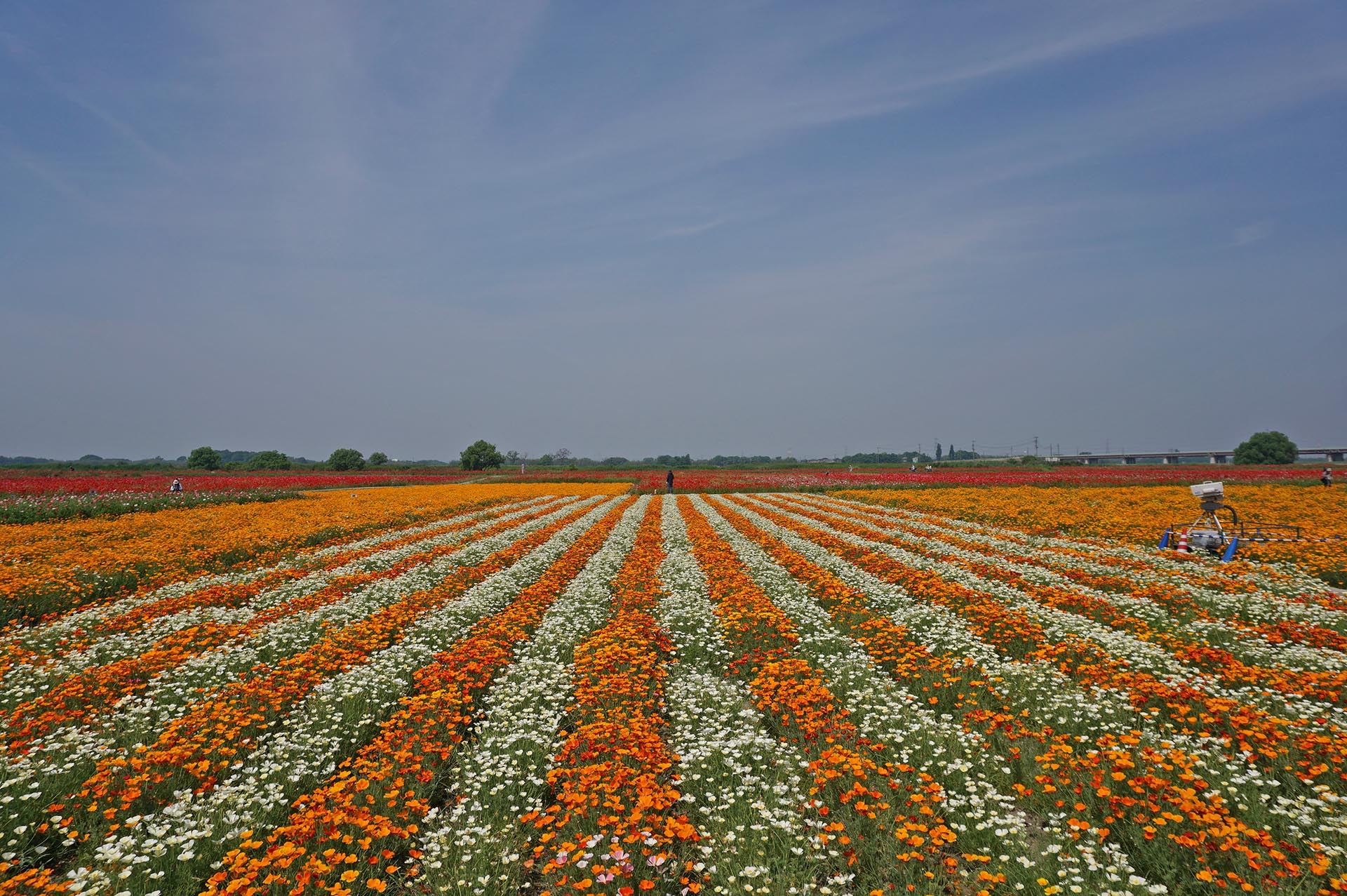 カリフォルニアポピーのボーダー