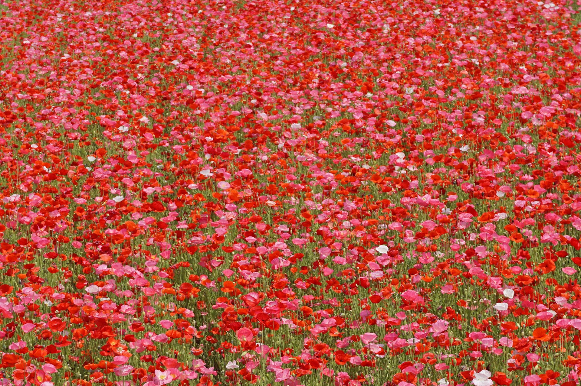シャーレ―ポピーのミックス