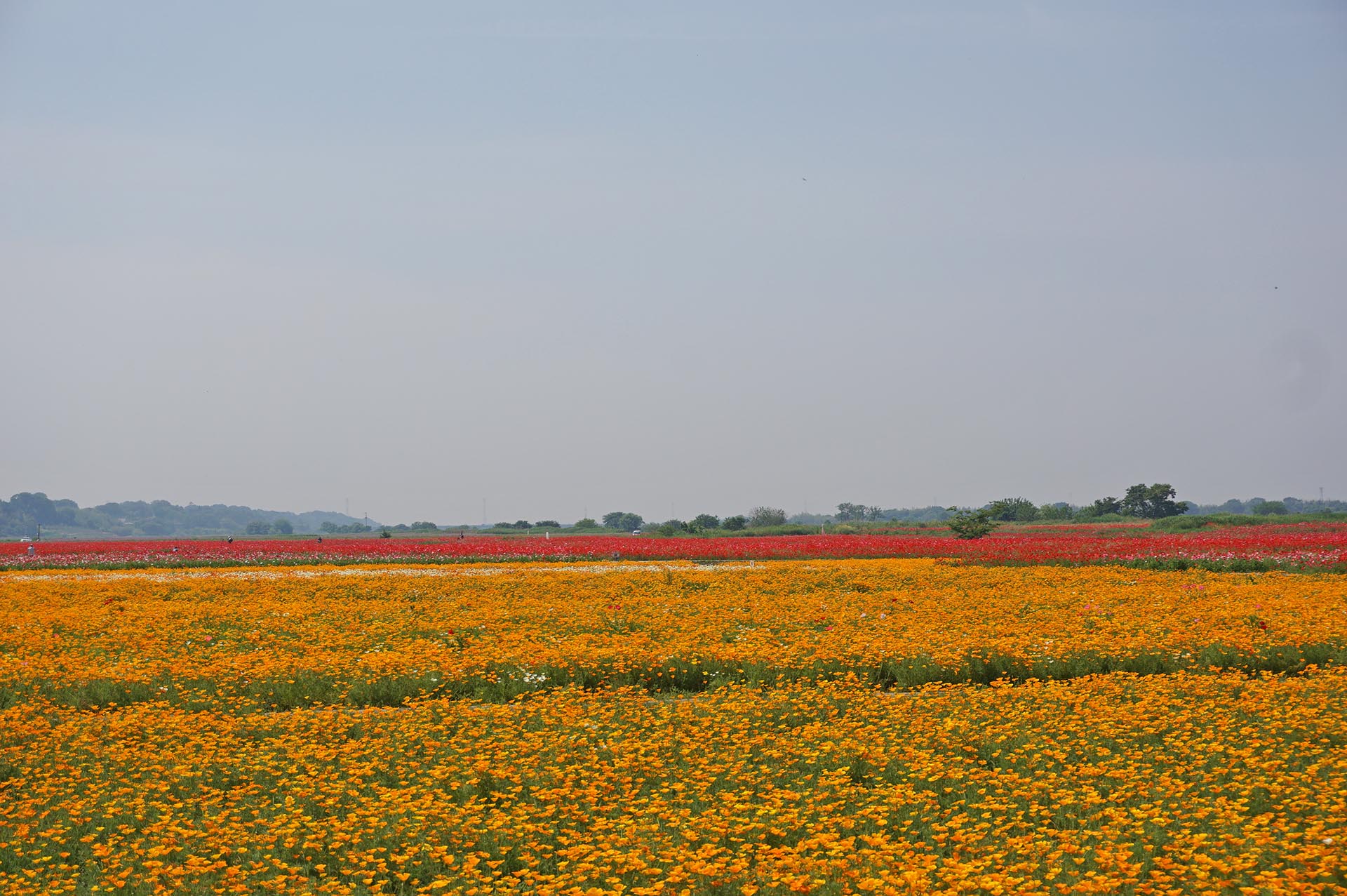 カリフォルニアポピー