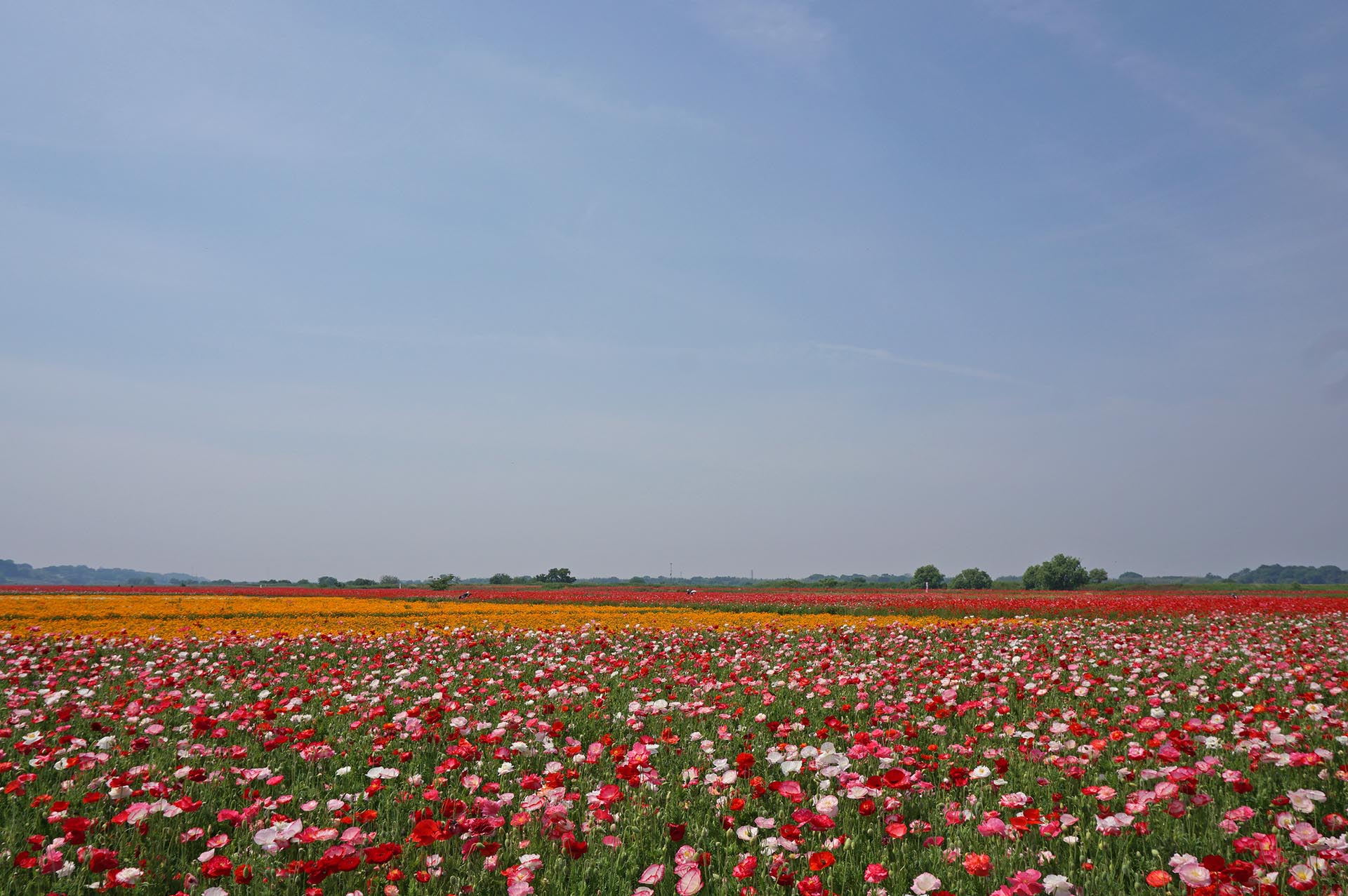 ポピー・ハッピースクエアの特徴