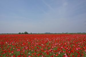 日本一のポピー畑が凄過ぎる、鴻巣ポピーまつりに行きました