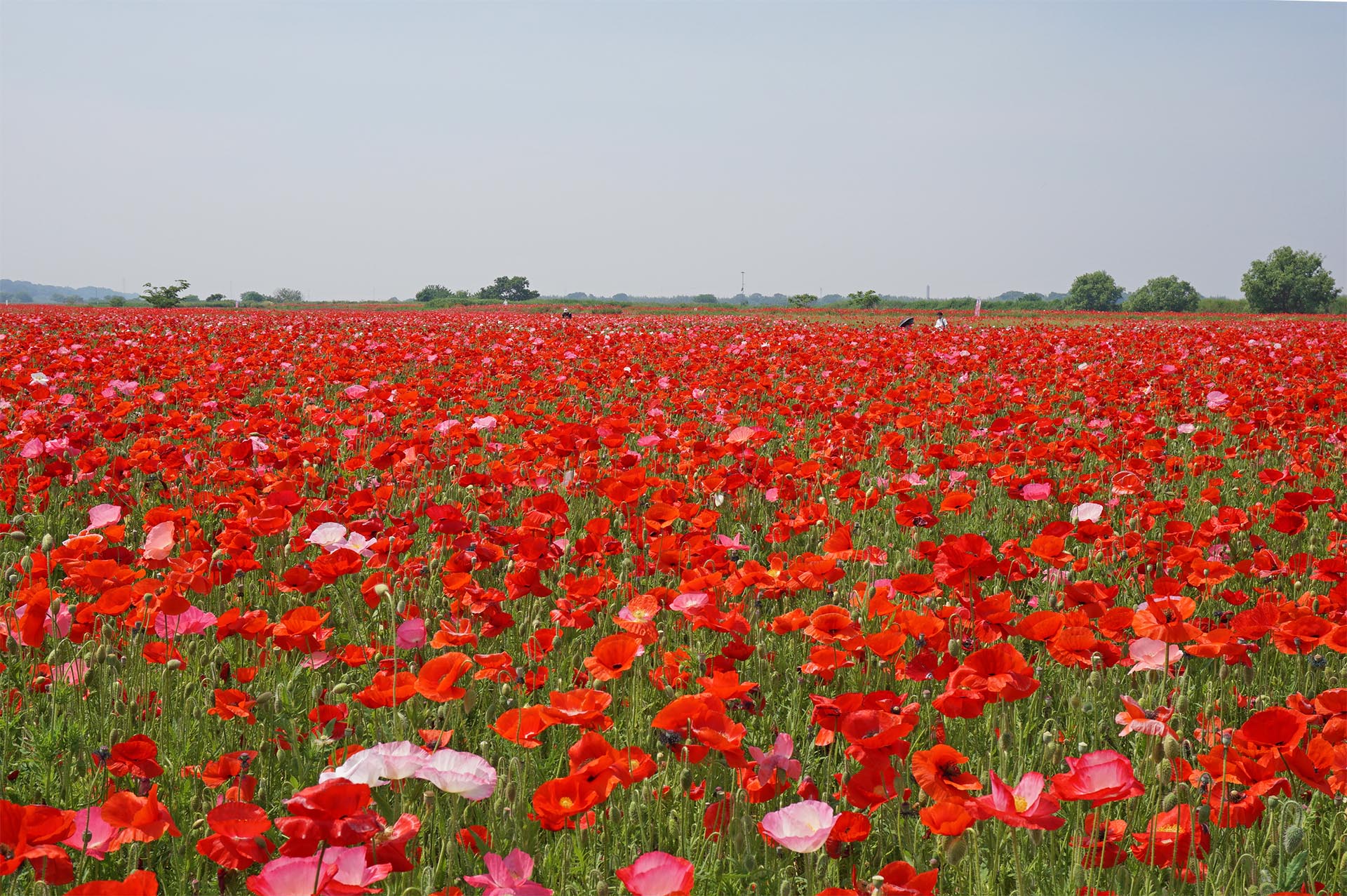 馬室会場のシャーレ―ポピー