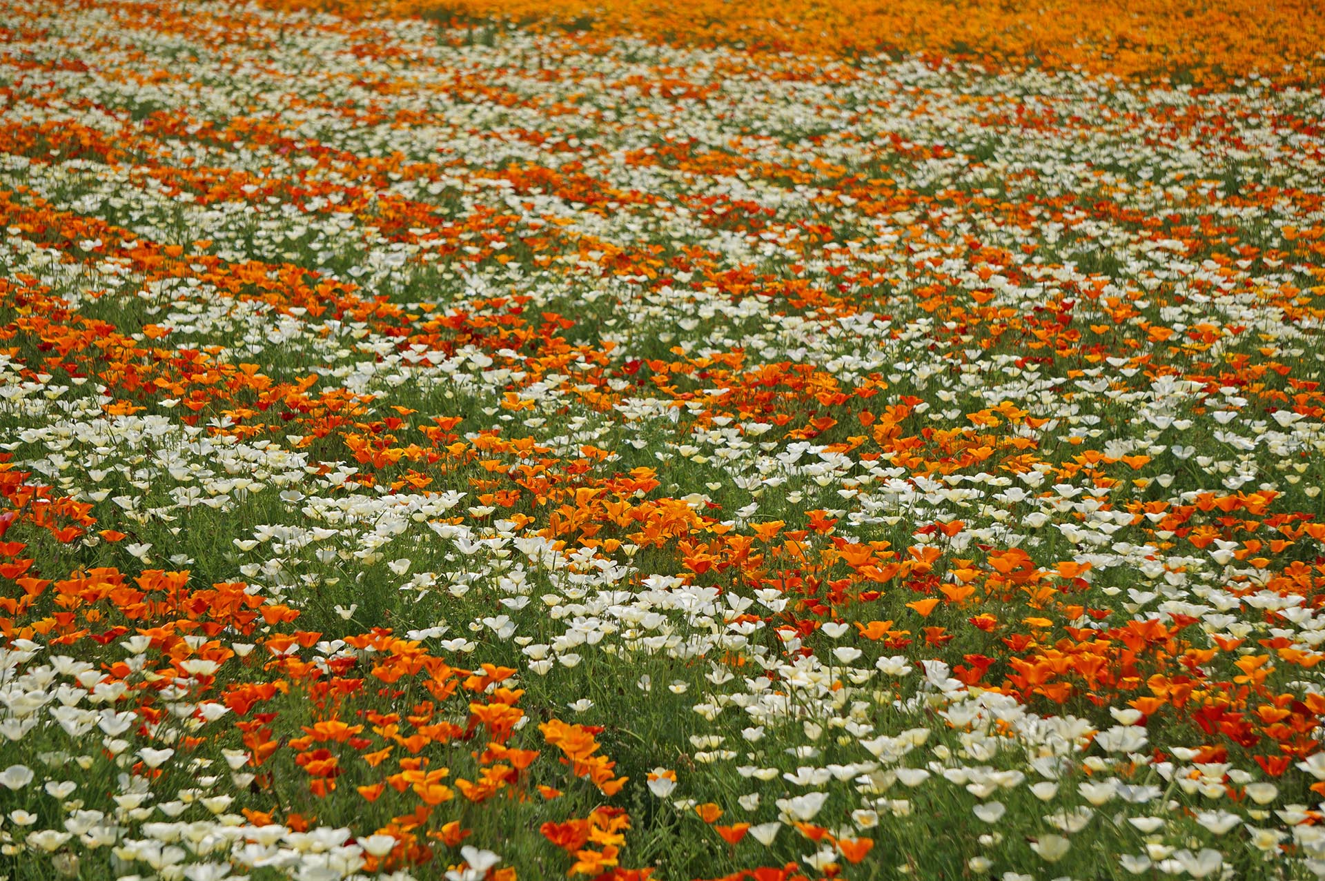 カリフォルニアポピーのボーダーの別角度
