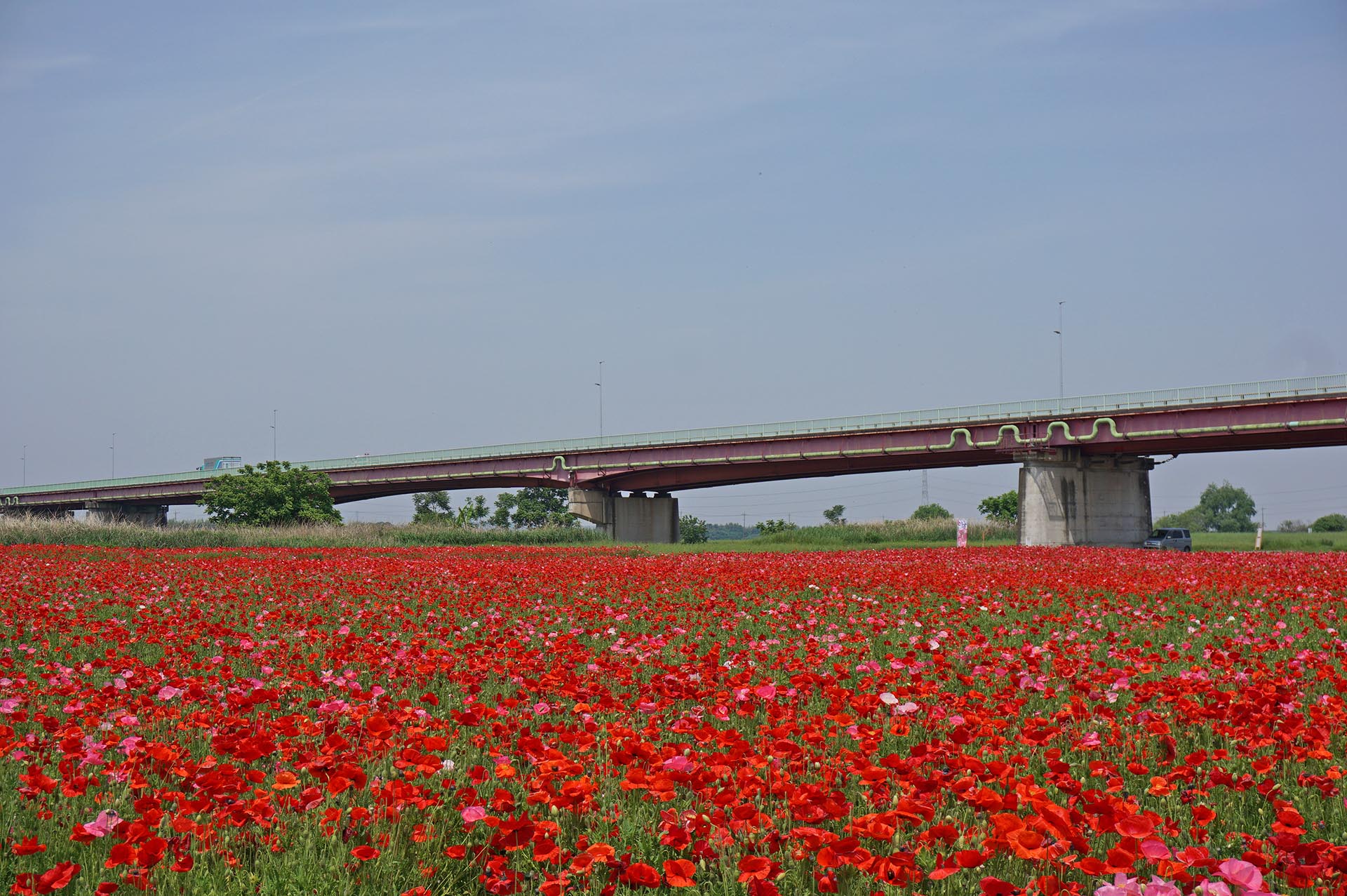 御成橋とポピー