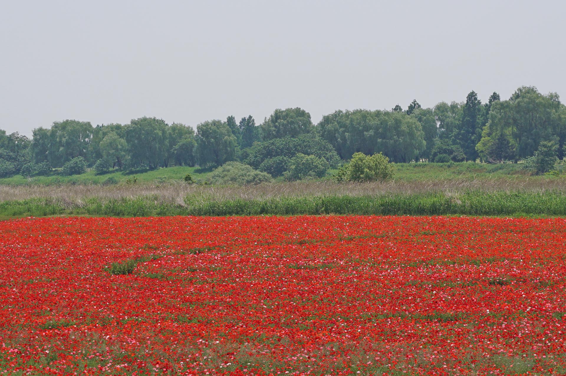 吹上会場のシャーレ―ポピー
