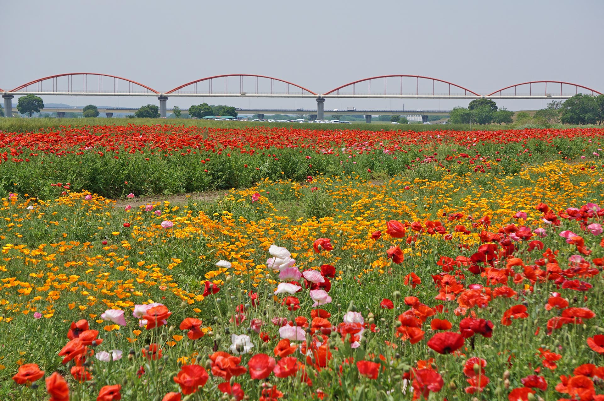 荒川水管橋とポピー