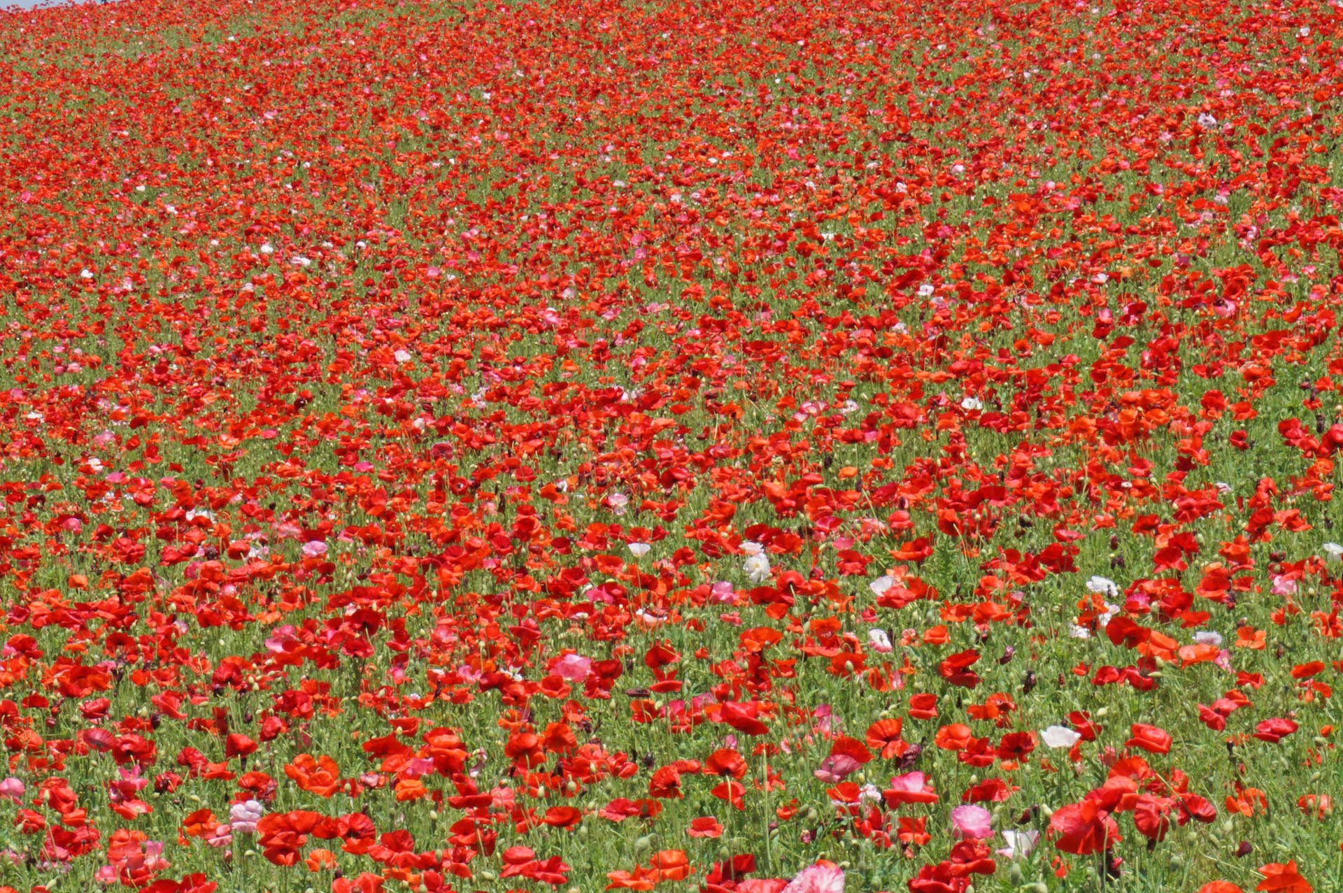 シャーレ―ポピー