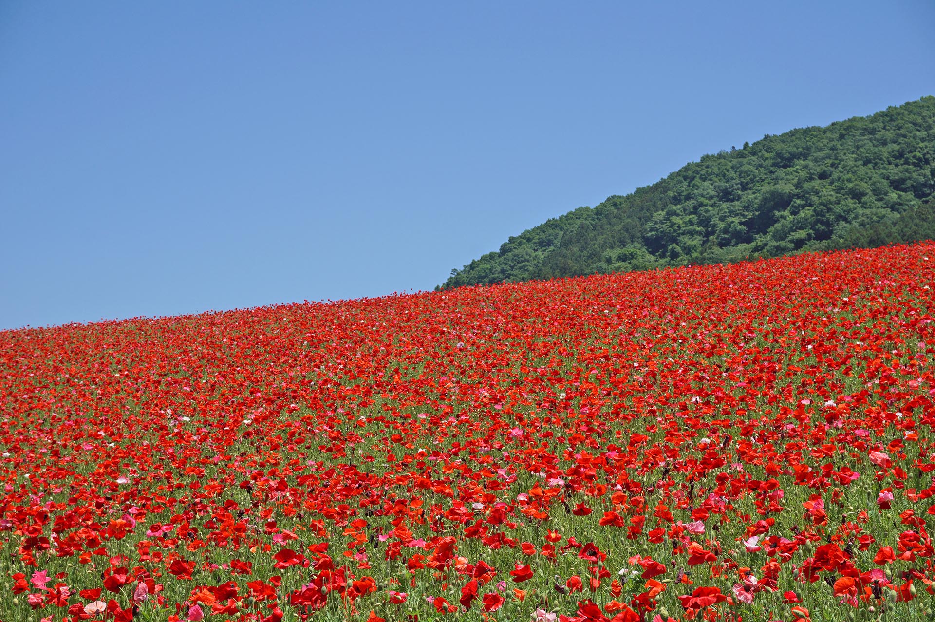 ポピーの開花状況